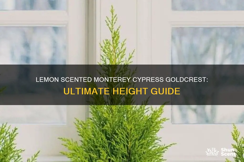 how tall do lemon scented monterey cypress goldcrest grow