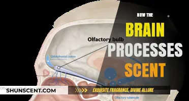 Unraveling the Olfactory Enigma: How Our Brain Deciphers Scents