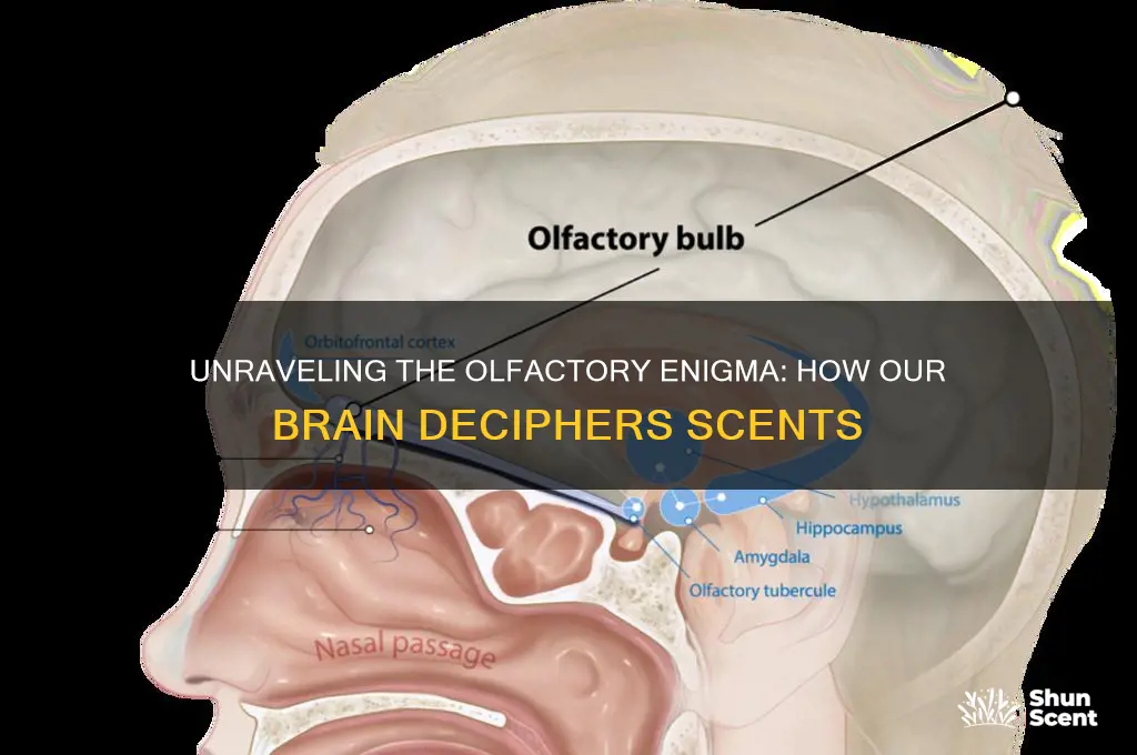 how the brain processes scent
