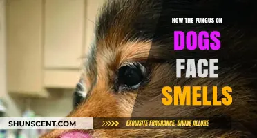 Unveiling the Secrets: Why Your Dog's Face Smells Like Fungus