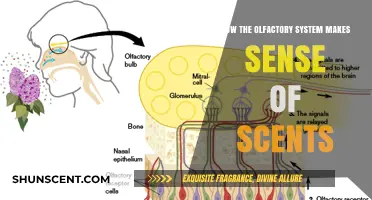 Unraveling the Olfactory System: How Our Brains Decode Scents