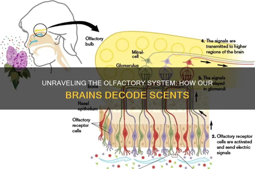 how the olfactory system makes sense of scents