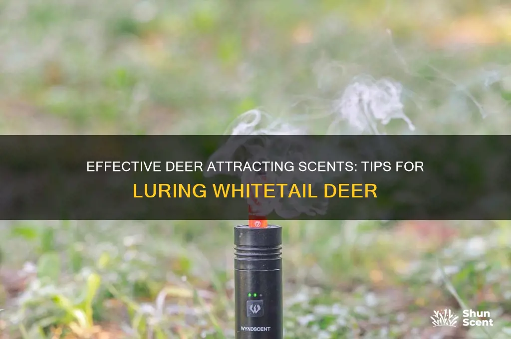 how to attract deer with scents