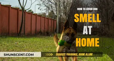 Freshen Up Your Home: A Guide to Banishing Dog Odors