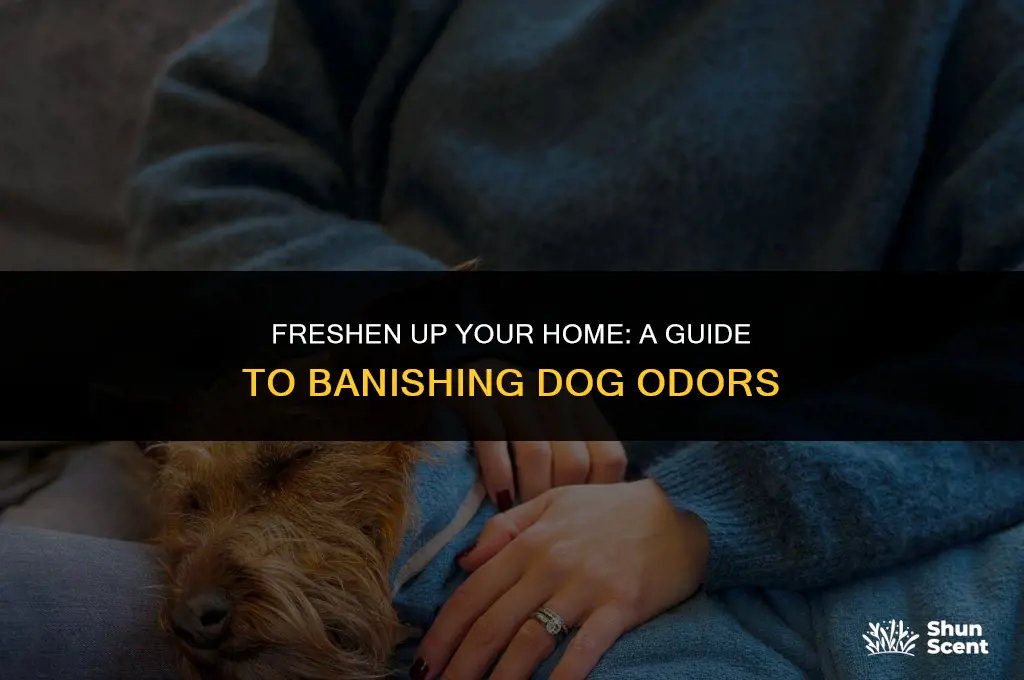 how to avoid dog smell at home