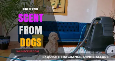 Effective Tips to Keep Your Home Odor-Free from Dogs