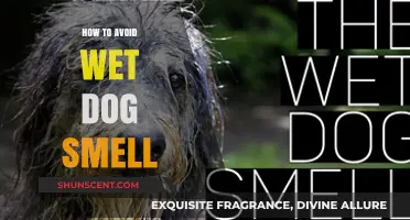Fresh and Clean: A Guide to Avoiding Wet Dog Odor