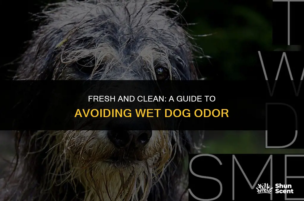 how to avoid wet dog smell