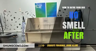 Fresh and Clean: The Ultimate Guide to Odor-Free Dog Baths