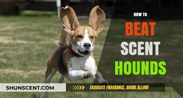 Outsmarting Scent Hounds: Proven Strategies to Evade Detection and Stay Hidden