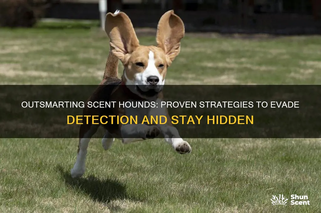 how to beat scent hounds