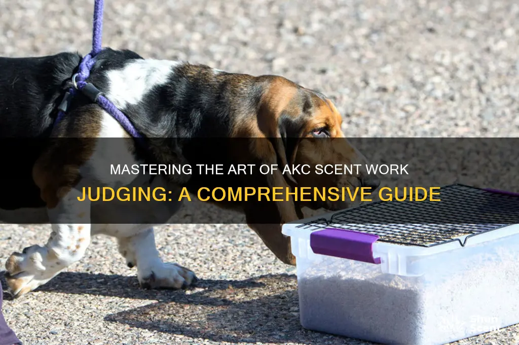 how to become an akc scent work judge