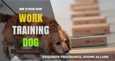 Start Scent Work Training: A Beginner's Guide for Dog Owners