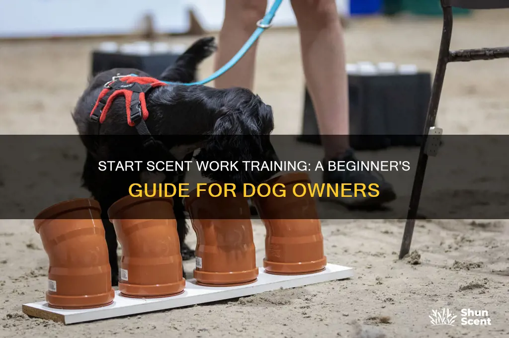 how to begin scent work training dog