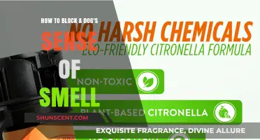 Effective Ways to Block a Dog's Sense of Smell