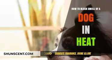 Managing Canine Heat Cycle Odors: A Practical Guide