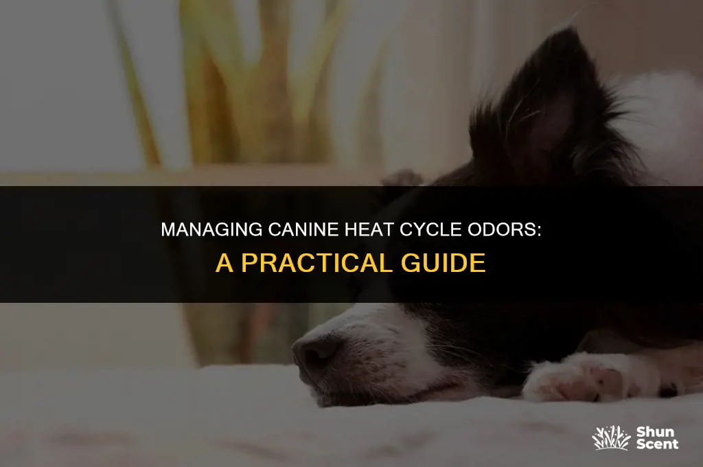 how to block smell of a dog in heat