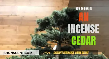 The Ancient Art of Bonsai: Incense Cedar Mastery