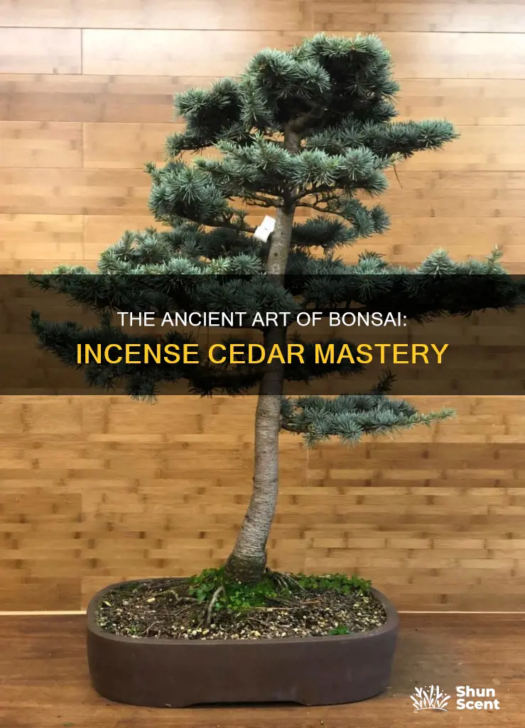 how to bonsai an incense cedar