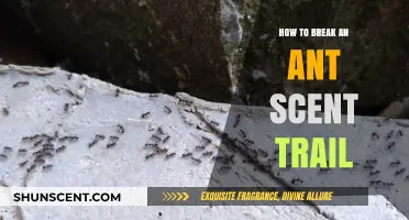 Effective Methods to Disrupt and Eliminate Ant Scent Trails