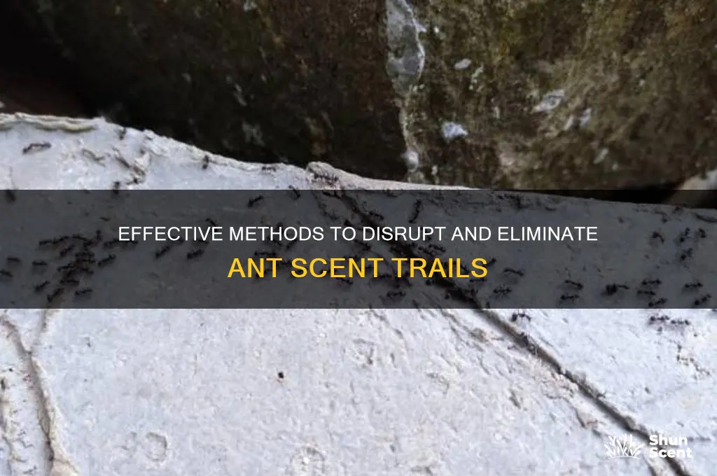 how to break an ant scent trail
