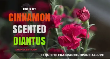 Buying Cinnamon-Scented Dianthus: A Complete Guide for Garden Enthusiasts