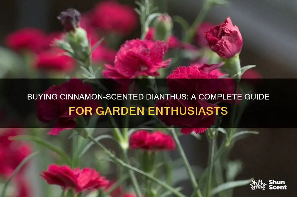 how to buy cinnamon scented diantus