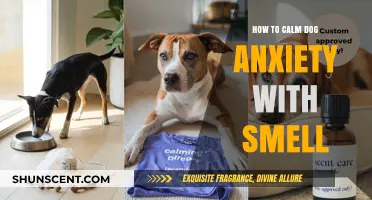 Soothing Scents: A Guide to Calming Your Dog's Anxiety with Smell