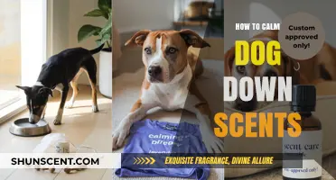 Soothing Scents: Effective Aromas to Calm Your Anxious Dog Instantly