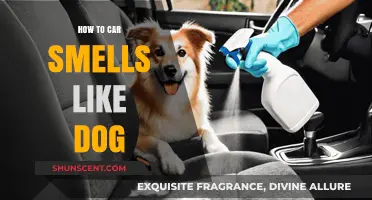 Freshening Up Your Ride: How to Eliminate Dog Smells from Your Car