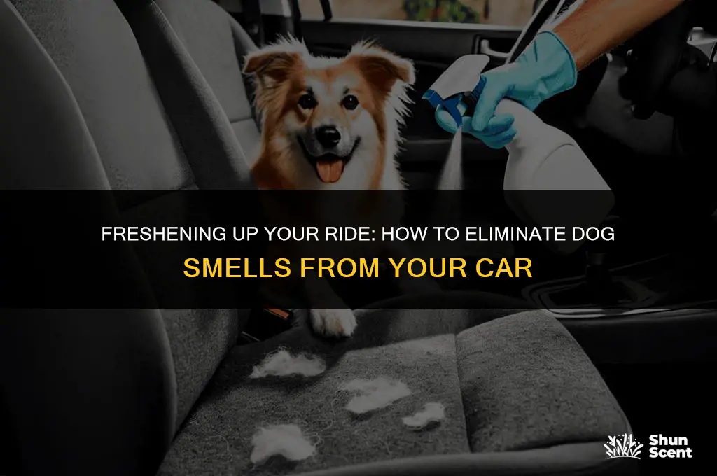 how to car smells like dog
