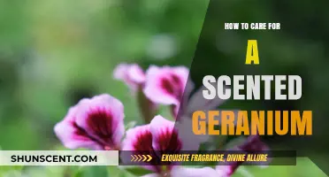 Caring for Scented Geraniums: Essential Tips for Healthy Growth