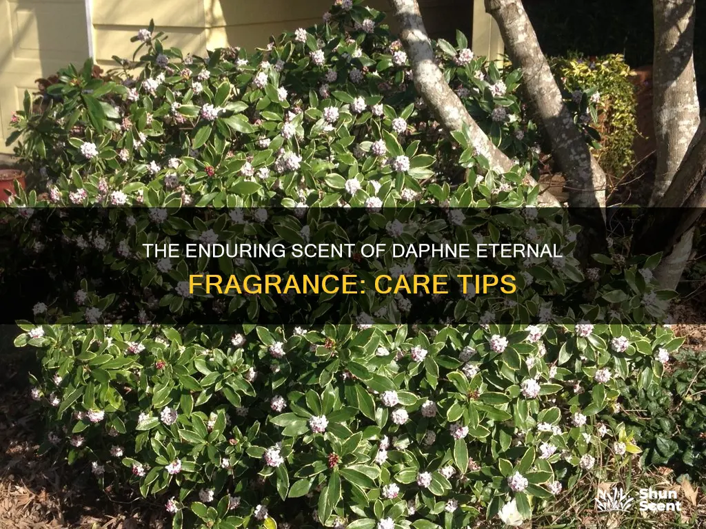 how to care for daphne eternal fragrance