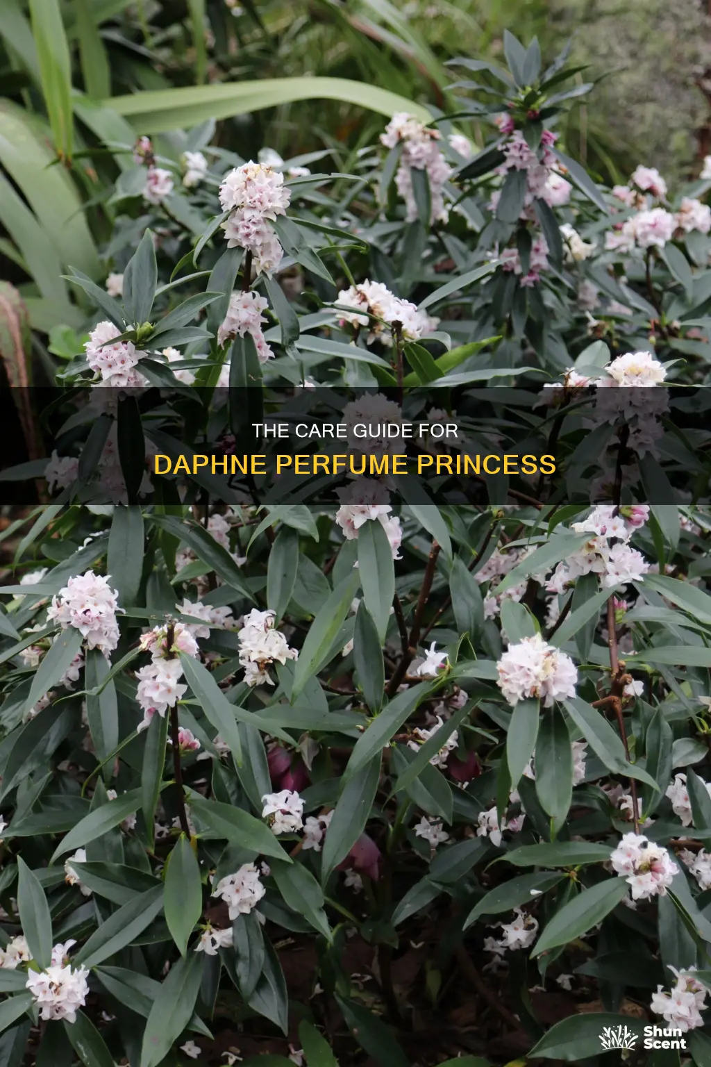 how to care for daphne perfume princess