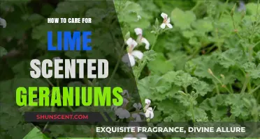 Caring for Lime Scented Geraniums: Essential Tips for Healthy Growth