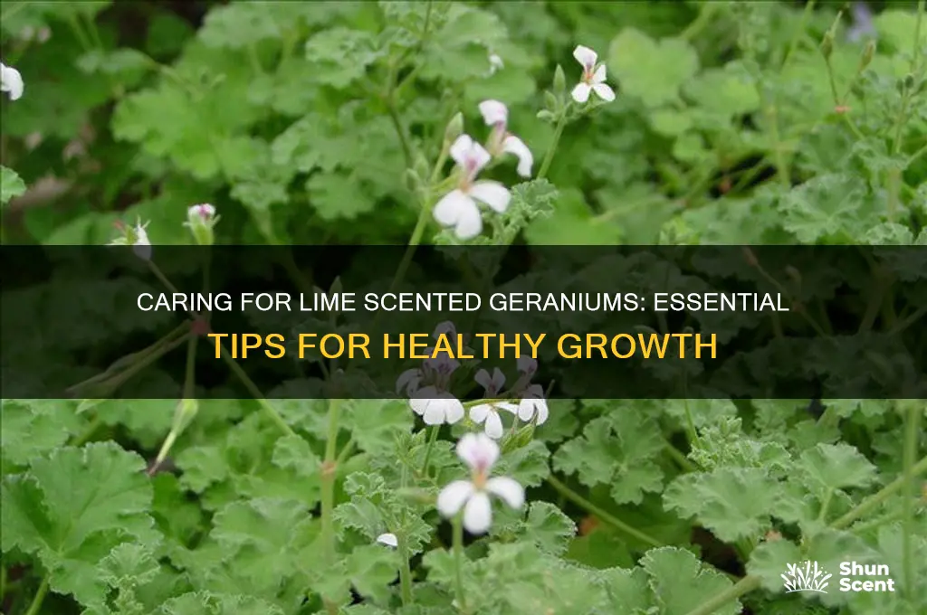 how to care for lime scented geraniums
