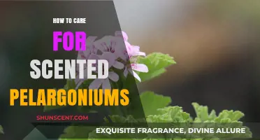 Caring for Scented Pelargoniums: Essential Tips for Healthy, Fragrant Plants