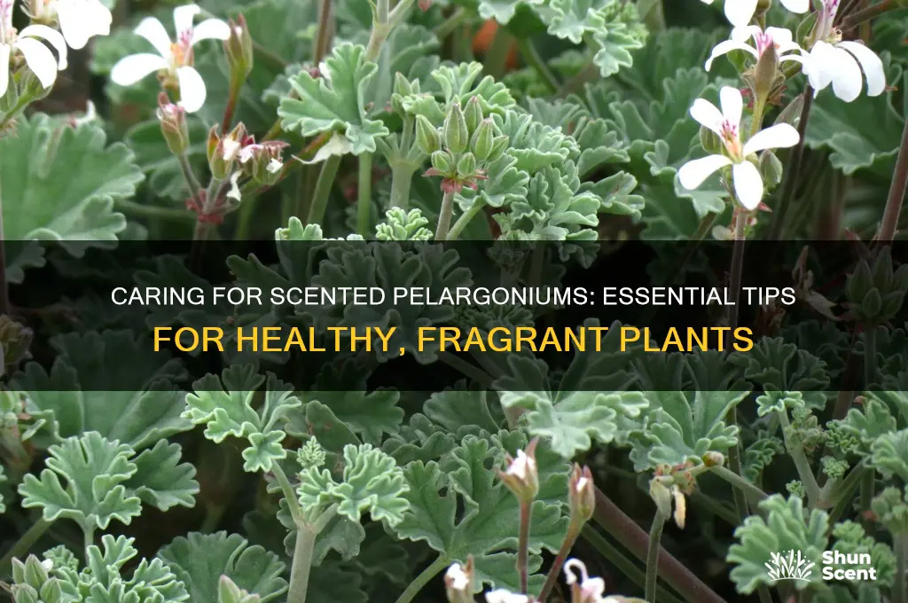 how to care for scented pelargoniums