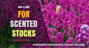 Caring for Scented Stocks: Essential Tips for Healthy, Fragrant Blooms