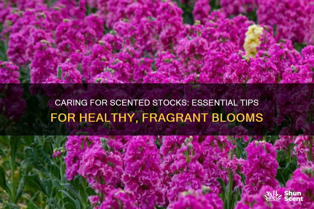 how to care for scented stocks