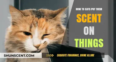 Understanding Feline Marking: How Cats Use Scent to Claim Territory