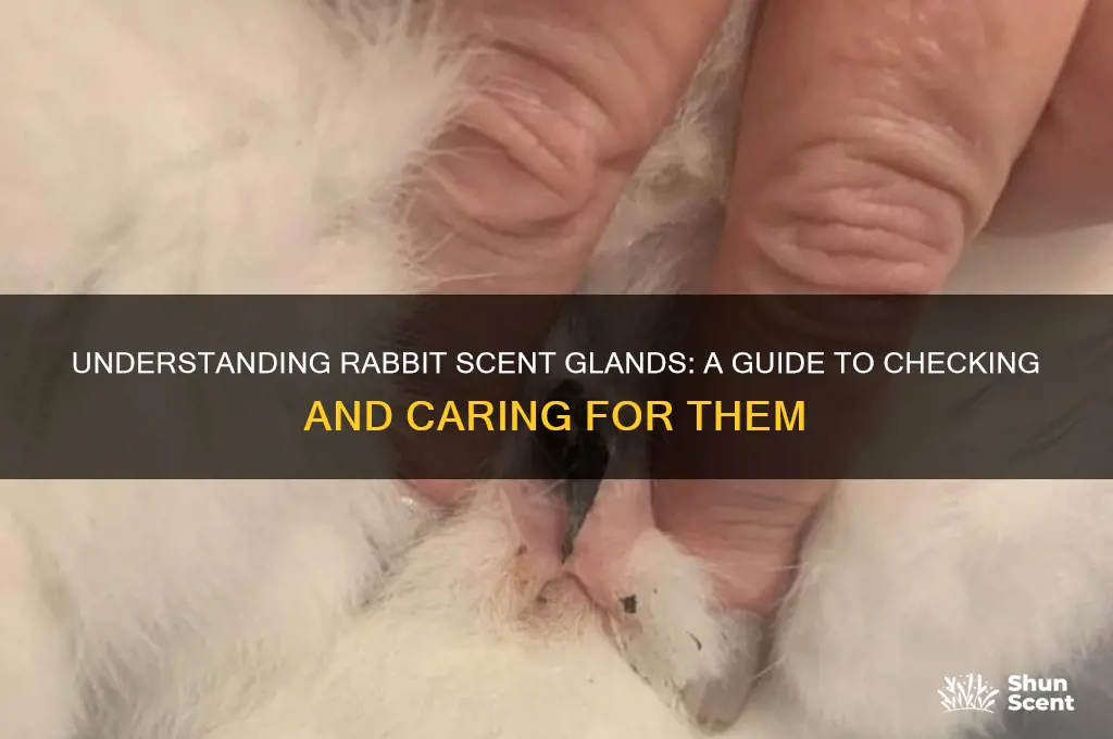 how to check a rabbits scent glands