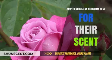 Selecting Heirloom Roses: A Guide to Choosing the Perfect Scent