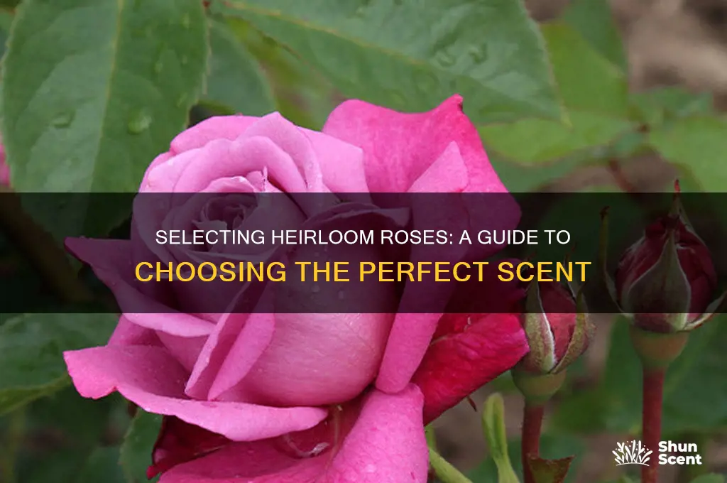 how to choose an heirloom rose for their scent