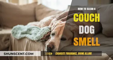 Freshen Up Your Home: A Guide to Removing Dog Smell from Couches