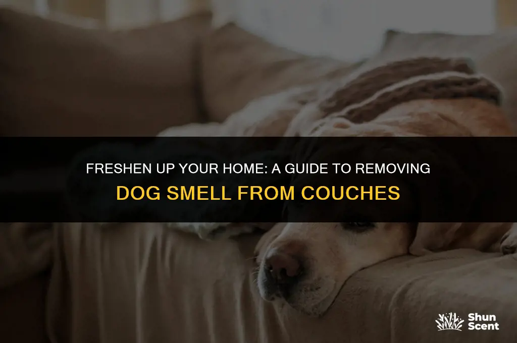 how to clean a couch dog smell
