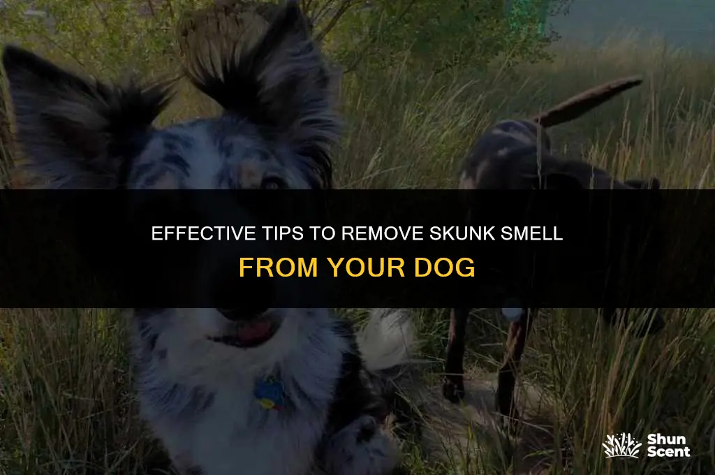 how to clean a dog with skunk smell
