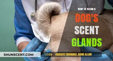 Effective Tips for Cleaning Your Dog's Scent Glands at Home