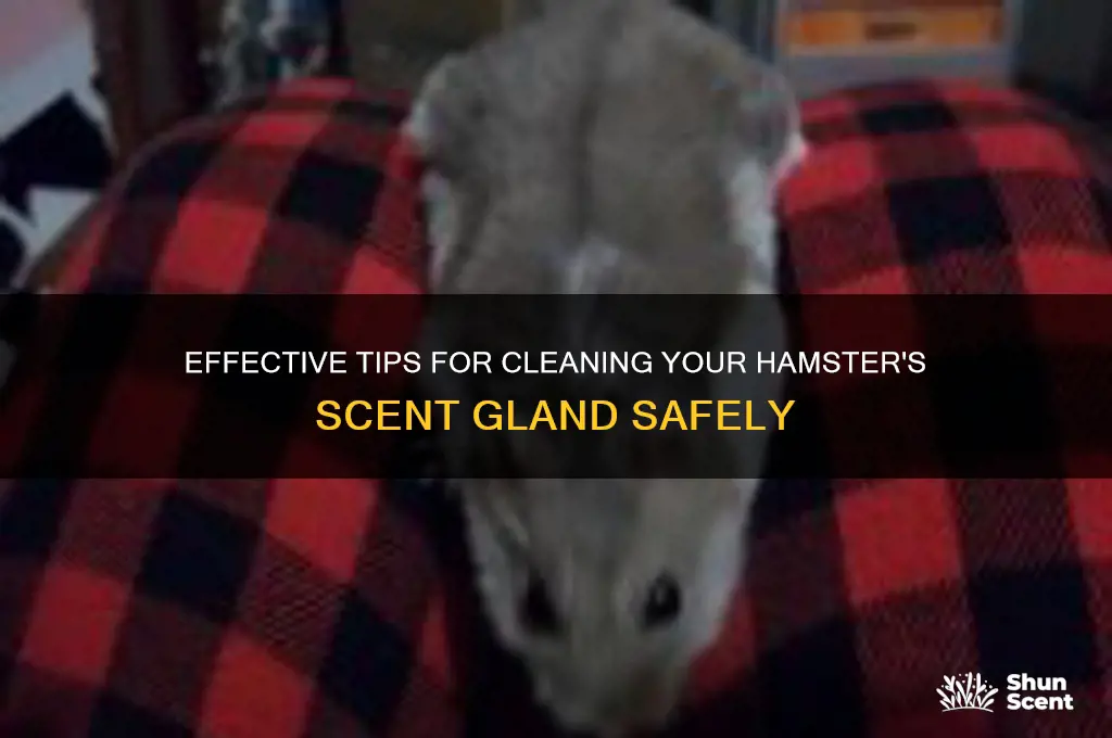 how to clean a hamsters scent gland