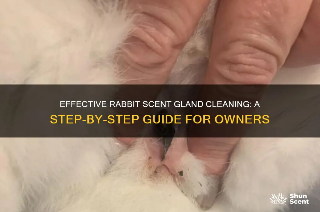 how to clean a rabbits scent glands